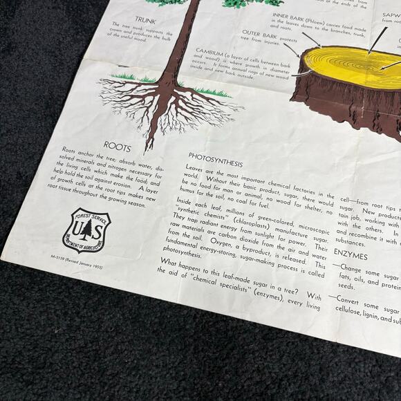 How A Tree Grows Poster Vintage 1955 US Forest Service - Mid Century Ephemera - Picture 3 of 8
